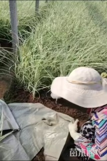 高度30厘米花叶芒