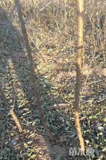 高度1.5厘米秋月梨