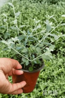 高度40厘米灌从石蚕