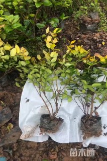 高度40厘米金森女贞小苗