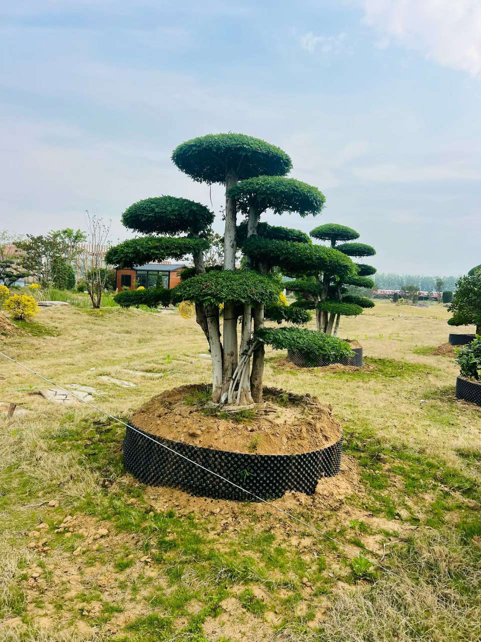 22公分对节白蜡