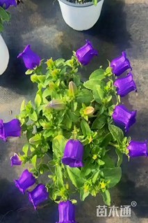 高度20厘米风铃草