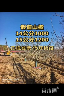 14公分山楂树