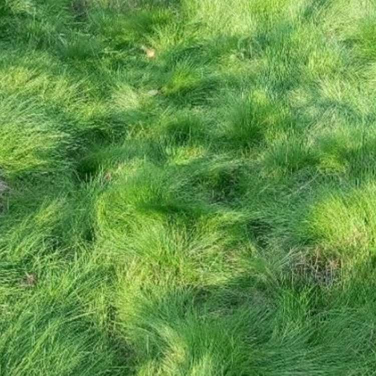 鼠茅草种子