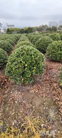 冠幅120厘米金森女贞球