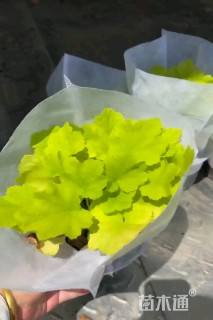 高度20厘米矾根