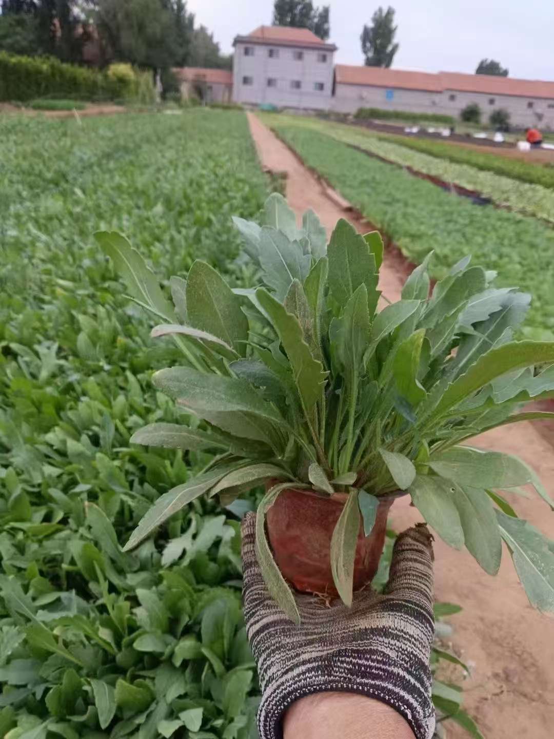 高度15厘米大花天人菊