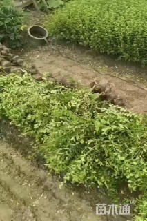 高度25厘米水蜡
