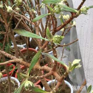 高度180厘米结香