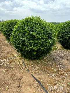 高度120厘米小丑火棘球