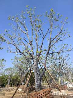 52公分红果冬青