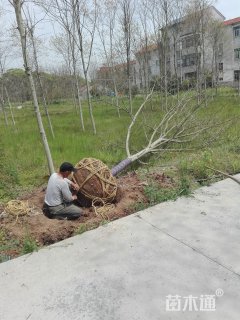 14公分美国红枫