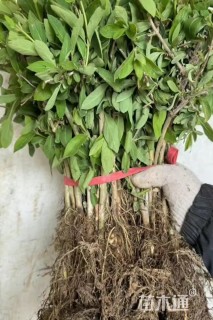 高度25厘米忍冬