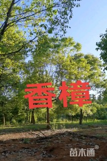 15公分香樟