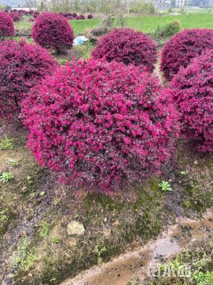 高度130厘米红花继木