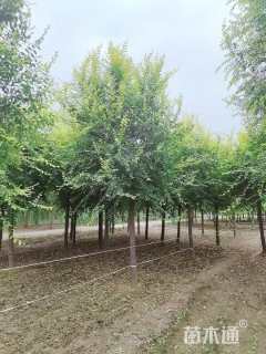 18公分中华金叶榆