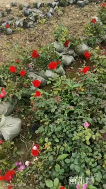 高度30厘米月季小苗