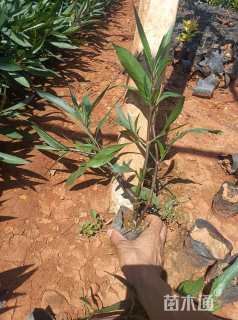 高度20厘米翠芦莉