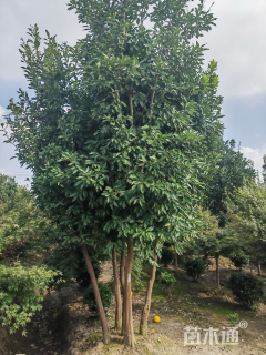 50公分丛生香泡