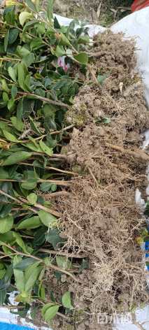 高度20厘米油茶