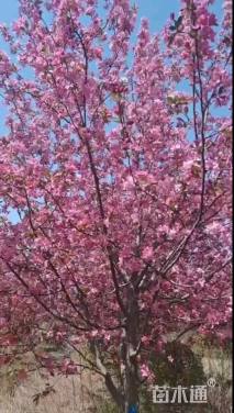 15公分绚丽海棠