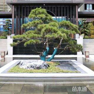 高度100厘米黑松