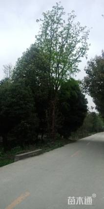 60公分皂荚