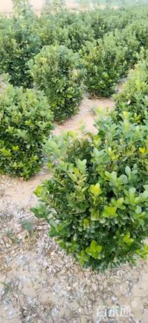 高度50厘米大叶黄杨