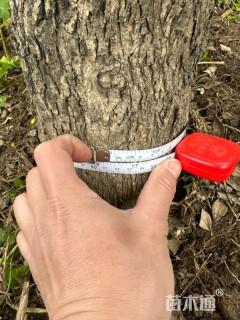 高度350厘米黄杨