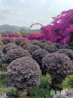 高度150厘米红花继木