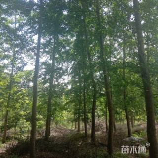 25公分银杏