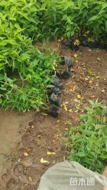 高度22厘米棣棠