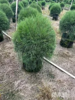 高度80厘米木麻黄球