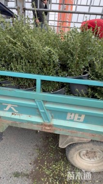 高度35厘米六月雪