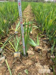 高度30厘米黄菖蒲