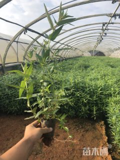 高度35厘米千屈菜