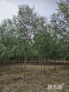 10公分109柳树