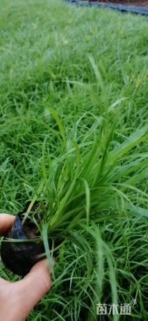 高度17厘米青绿苔草