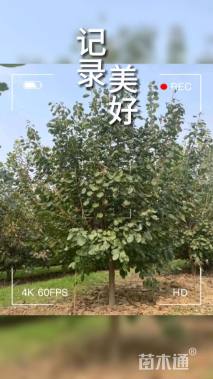 10公分黄栌