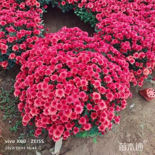 高度40厘米球菊