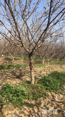 高度350厘米素馨腊梅