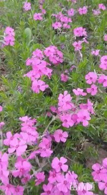 高度20厘米丛生福禄考