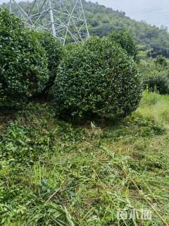 冠幅180厘米茶梅球