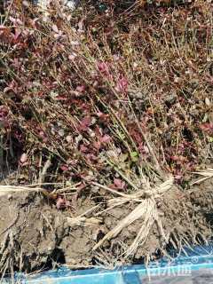 高度45厘米大花月季