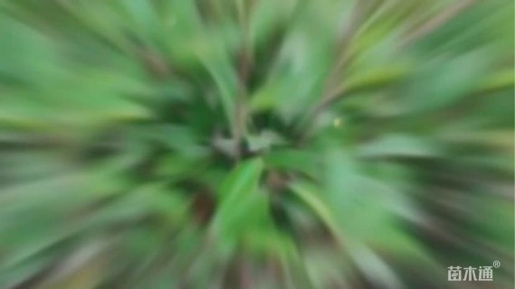 高度60厘米红叶石楠小苗