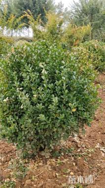 冠幅120厘米大叶黄杨球