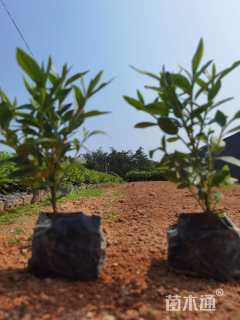 高度25厘米杜鹃