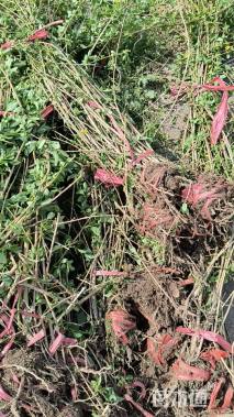 高度100厘米连翘