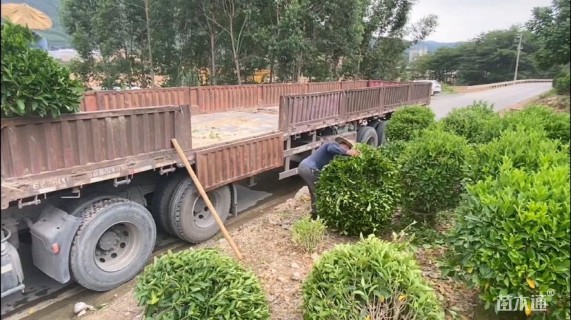 高度80厘米非洲茉莉球