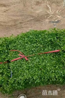 高度10厘米姬岩垂草